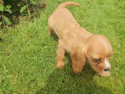 Cavalier King Charles Spaniel puppies in Limerick