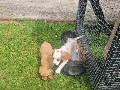 Cavalier King Charles Spaniel puppies in Limerick
