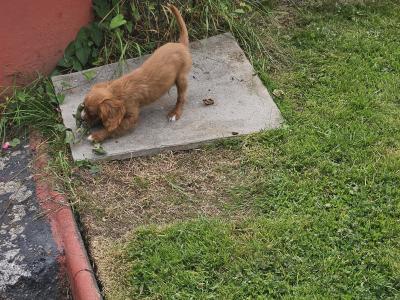 Cavalier King Charles Spaniel puppies in Limerick