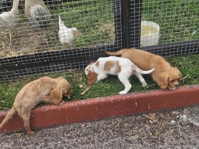 Cavalier King Charles Spaniel puppies in Limerick