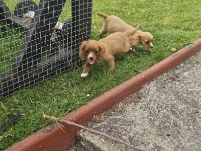 Cavalier King Charles Spaniel puppies in Limerick