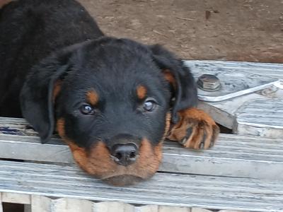 Rottweiler puppies for sale in Cork