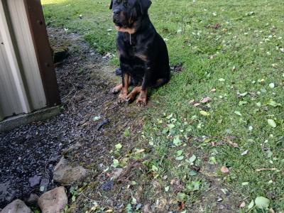 Rottweiler puppies for sale in Cork