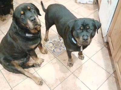 Rottweiler puppies for sale in Cork