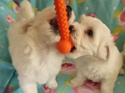 Purebred Maltese puppies in Meath