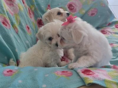 Purebred Maltese puppies in Meath