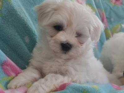 Purebred Maltese puppies in Meath