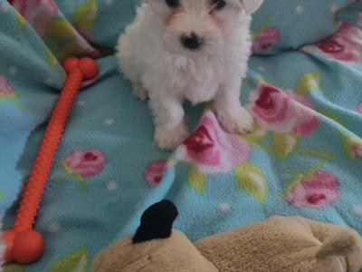 Purebred Maltese puppies in Meath