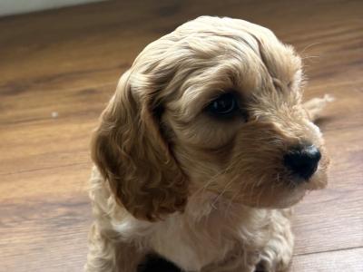 Cavapoo x Cockapoo puppies in Kildare
