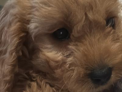 Cavapoo x Cockapoo puppies in Kildare