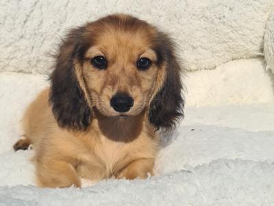 TWO REMAINING PUPPIES!!!!!!!!!!! IKC Registered Longhaired Dachshund puppies in Dublin