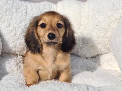 TWO REMAINING PUPPIES!!!!!!!!!!! IKC Registered Longhaired Dachshund puppies in Dublin