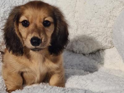 TWO REMAINING PUPPIES!!!!!!!!!!! IKC Registered Longhaired Dachshund puppies in Dublin