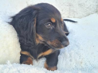 TWO REMAINING PUPPIES!!!!!!!!!!! IKC Registered Longhaired Dachshund puppies in Dublin