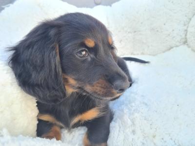 TWO REMAINING PUPPIES!!!!!!!!!!! IKC Registered Longhaired Dachshund puppies in Dublin