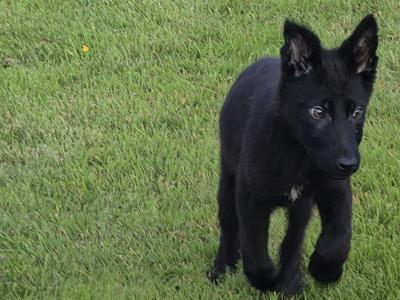 Straight Back German Shepherd pups in Limerick