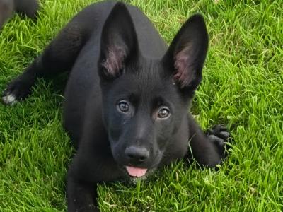Straight Back German Shepherd pups in Limerick