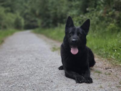 Straight Back German Shepherd pups in Limerick