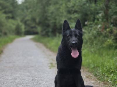 Straight Back German Shepherd pups in Limerick