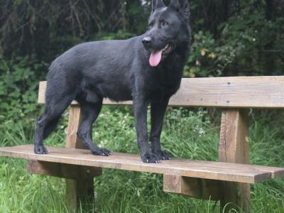 Straight Back German Shepherd pups in Limerick