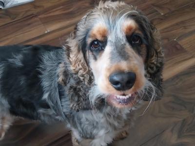 English Cocker Spaniel for stud in Mayo