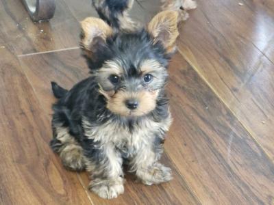 1 Female Miniature Yorkshire Terrier puppies in Dublin