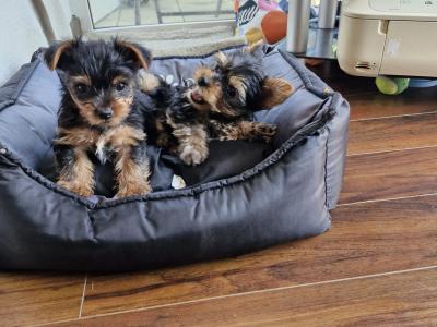 1 Female Miniature Yorkshire Terrier puppies in Dublin