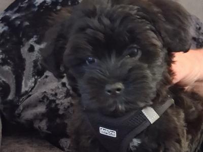 Beautiful fluffy Biewer Terrier x Yorkshire Terrier puppies in Cork