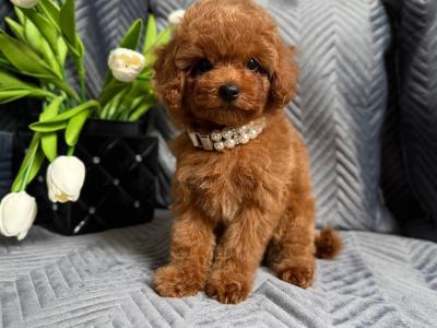 Exclusive male Toy Poodle puppy in Laois