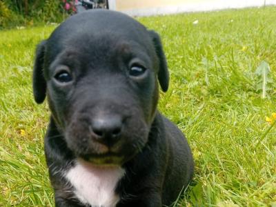 Jack Russell pups in Tipperary