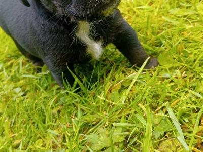 Jack Russell pups in Tipperary