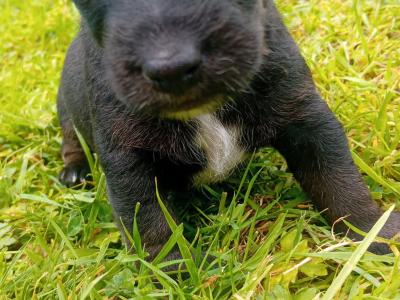 Jack Russell pups in Tipperary