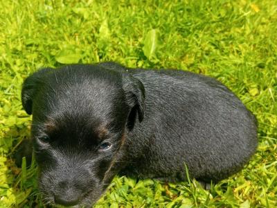 Jack Russell pups in Tipperary