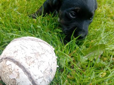 Jack Russell pups in Tipperary