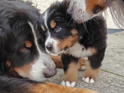 IKC Registered (pending) Bernese Mountain Dog puppies in Donegal