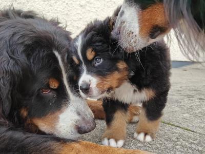 IKC Registered (pending) Bernese Mountain Dog puppies in Donegal