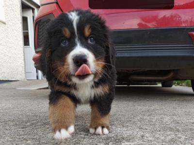 IKC Registered (pending) Bernese Mountain Dog puppies in Donegal