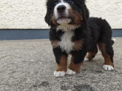 IKC Registered (pending) Bernese Mountain Dog puppies in Donegal