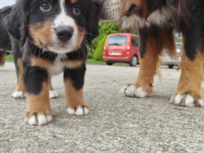 IKC Registered (pending) Bernese Mountain Dog puppies in Donegal