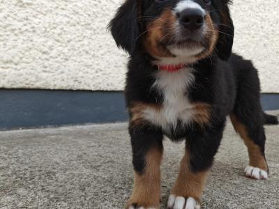 IKC Registered (pending) Bernese Mountain Dog puppies in Donegal