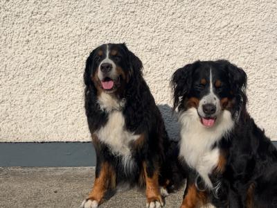 IKC Registered (pending) Bernese Mountain Dog puppies in Donegal
