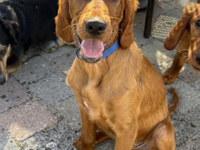 Male Irish Red Setter puppies in Carlow