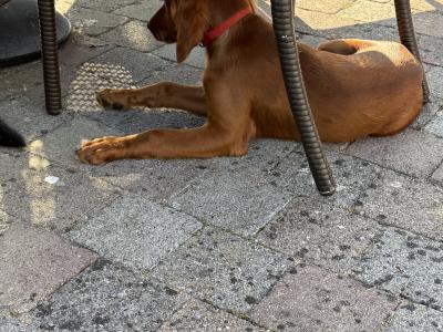 Male Irish Red Setter puppies in Carlow