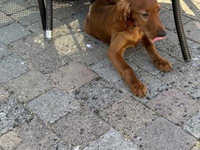 Male Irish Red Setter puppies in Carlow