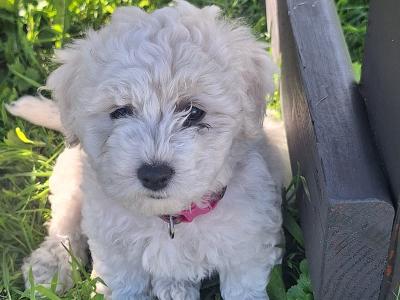 Bichon Frise puppies in Galway