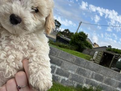 Bichon Frise puppies in Galway