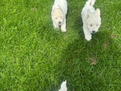 Bichon Frise puppies in Galway