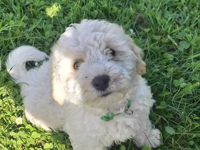 Bichon Frise puppies in Galway