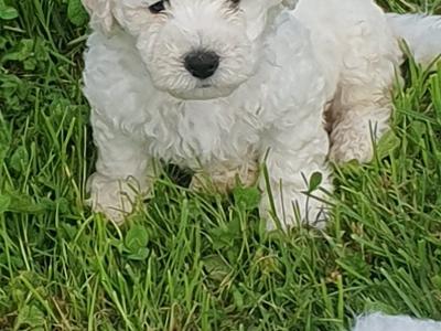 Bichon Frise puppies in Galway