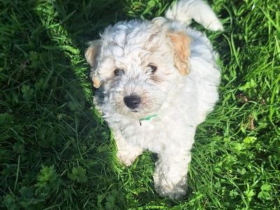 Bichon Frise puppies in Galway